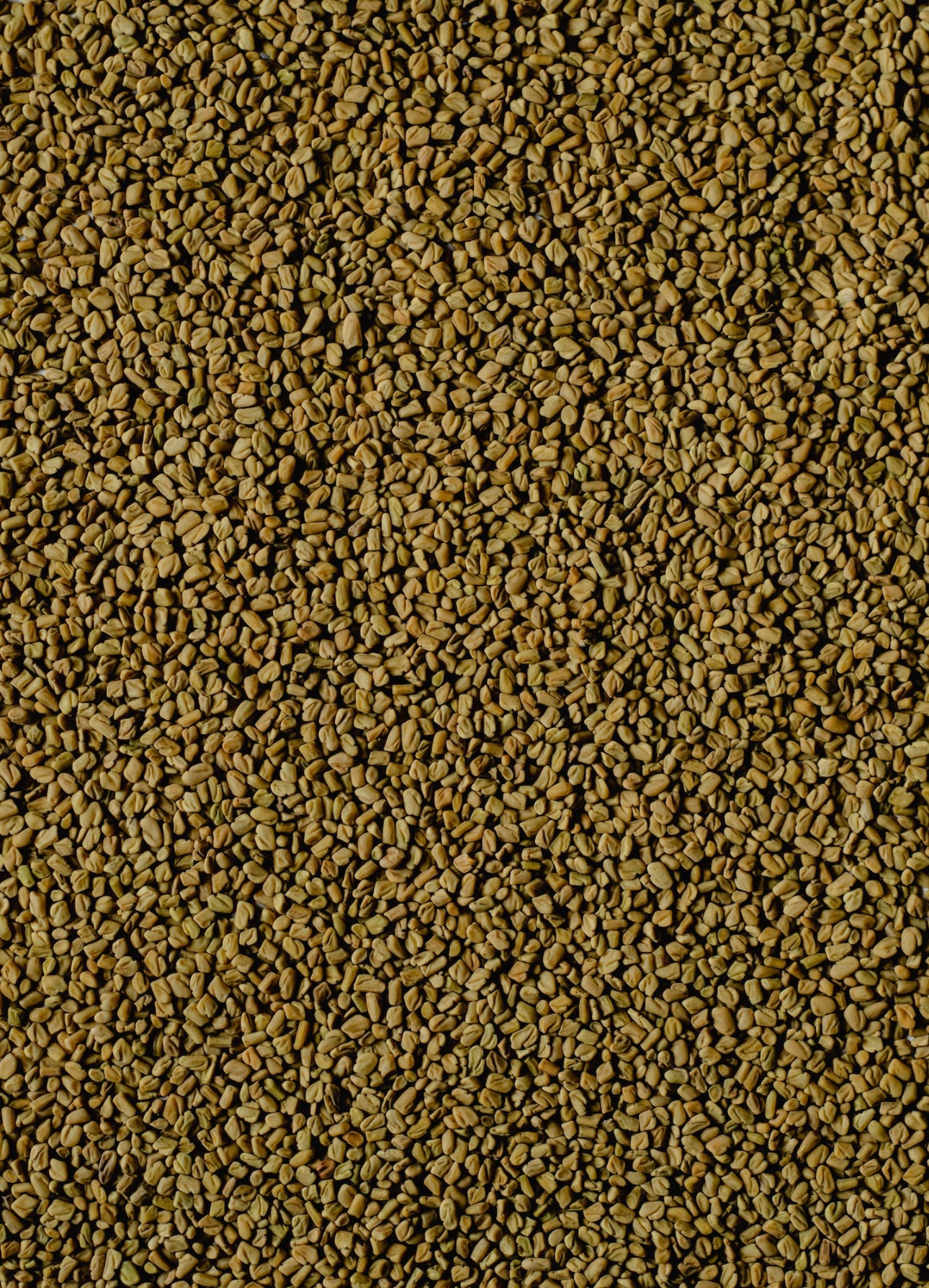 Fenugreek (Trigonella foenum-graecum)