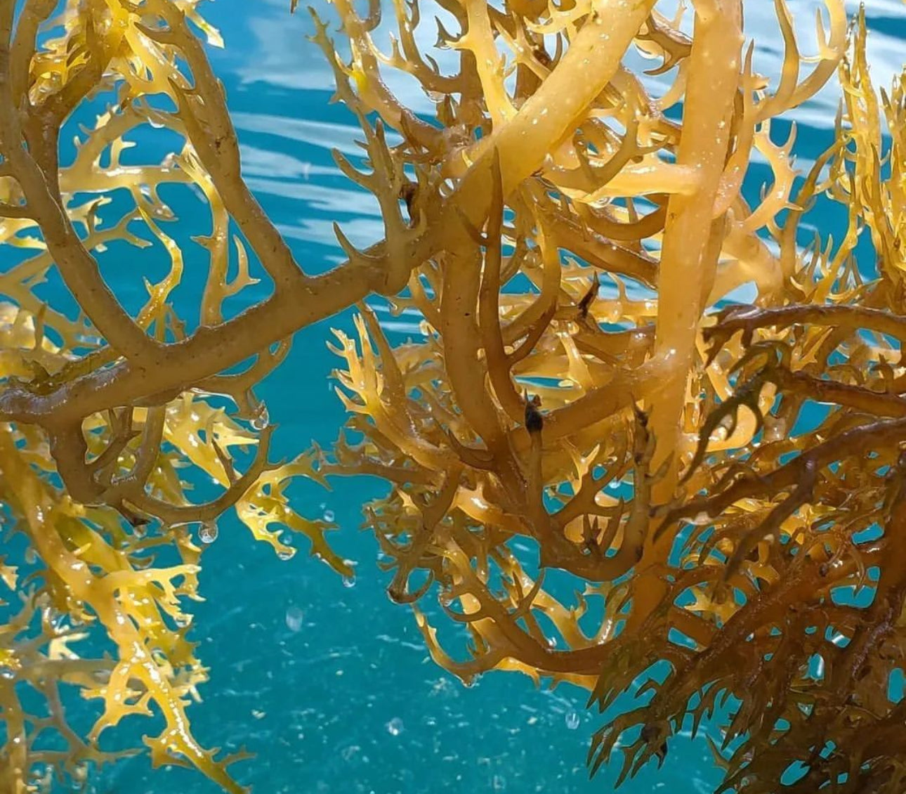 Wild Crafted Raw Sea Moss Gel  “The King of the Sea”.   (24 oz.)