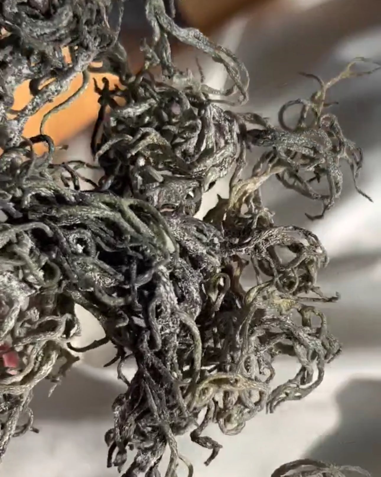 Wild Crafted Raw Sea Moss Gel  “The King of the Sea”.   (24 oz.)