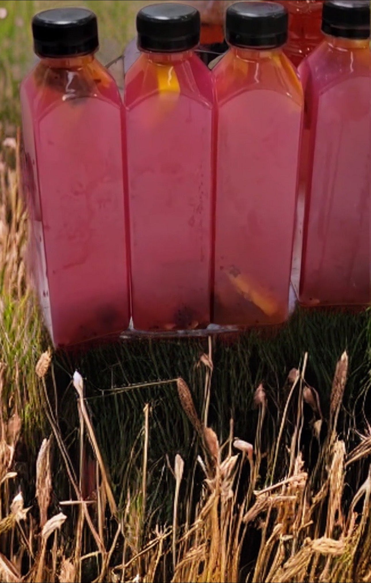 Wild Crafted Sea Moss Lemonade (Case of 5)