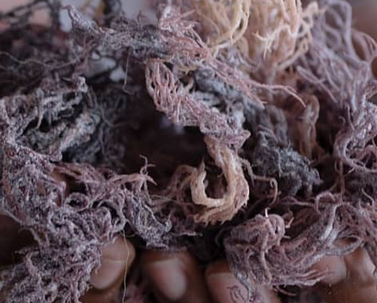 Wild Crafted Raw Sea Moss Gel  “The King of the Sea”.   (24 oz.)