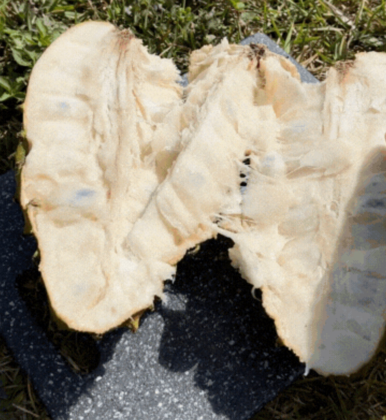 Soursop Fruit (Graviola, Guanabana)