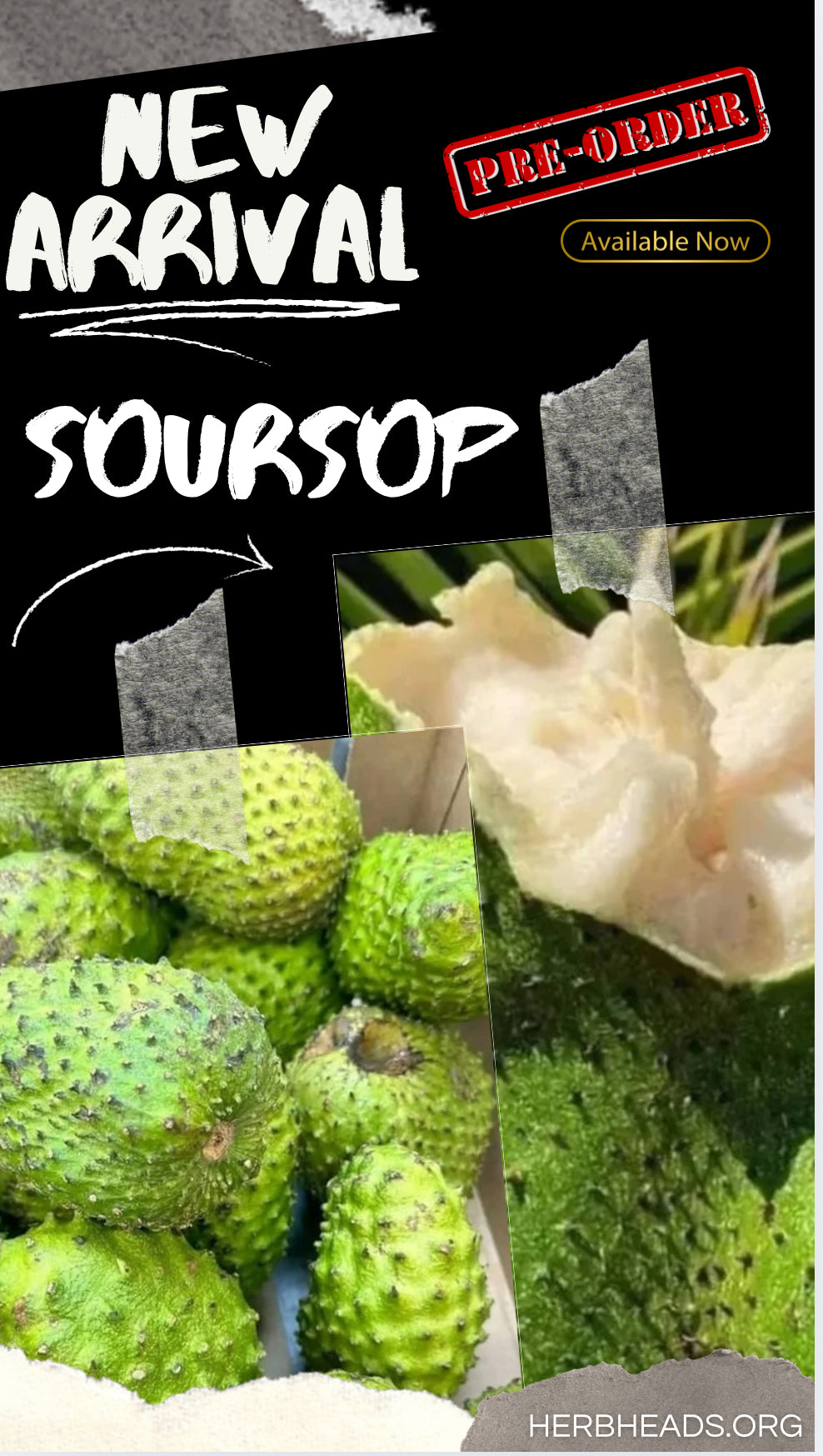 Soursop Fruit (Graviola, Guanabana)