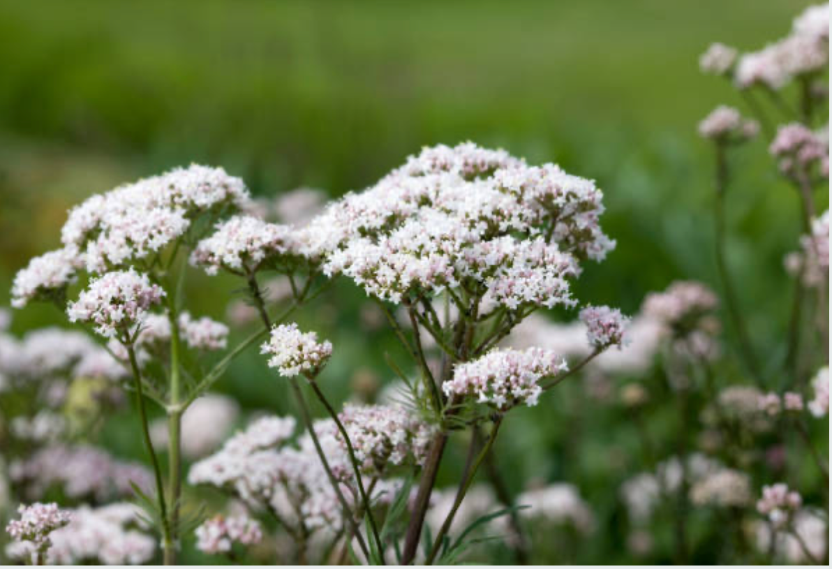 Valerian Root (Valeriana officinalis) Nature’s Valium