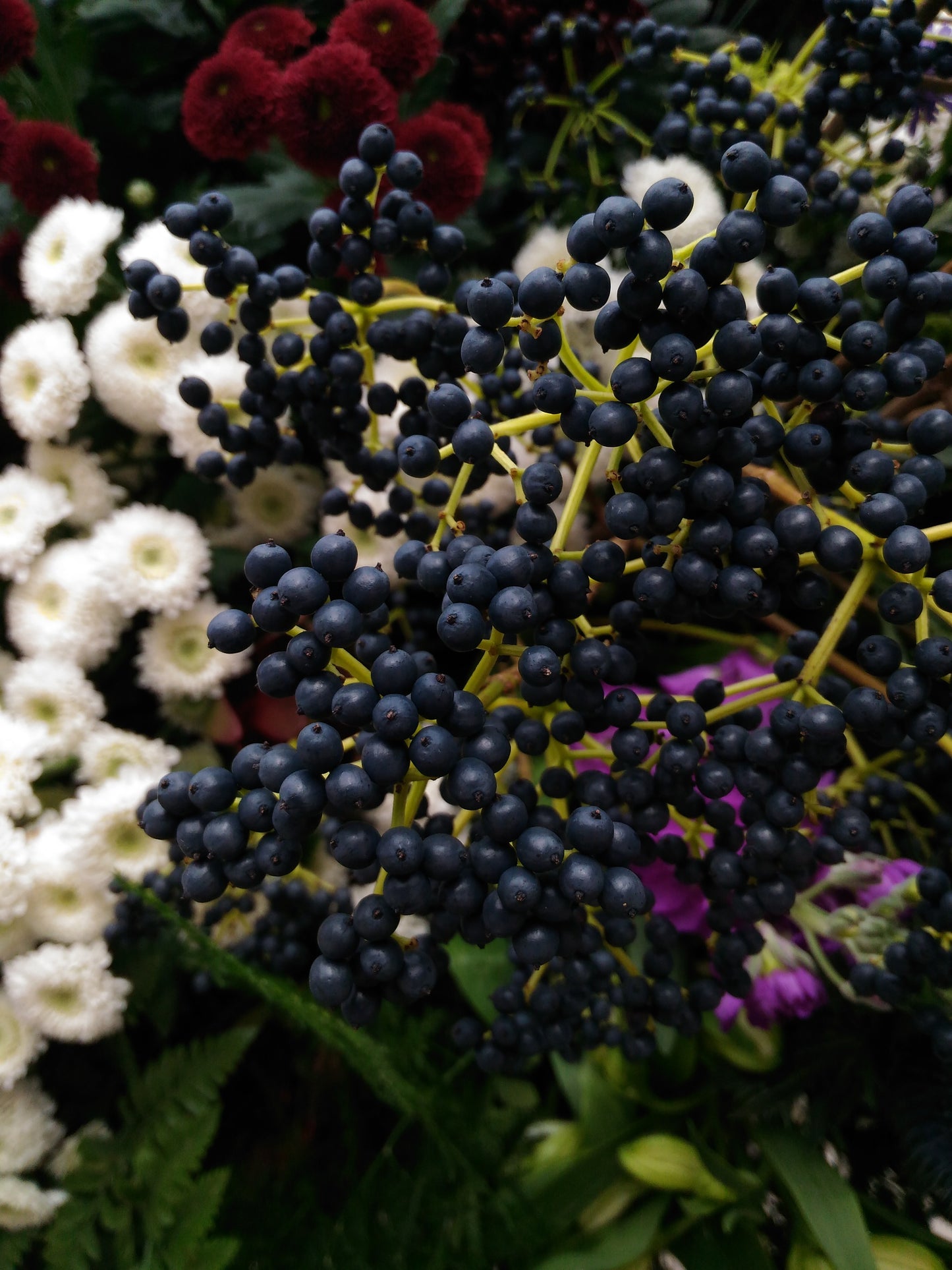 Elderberry (Sambucus)