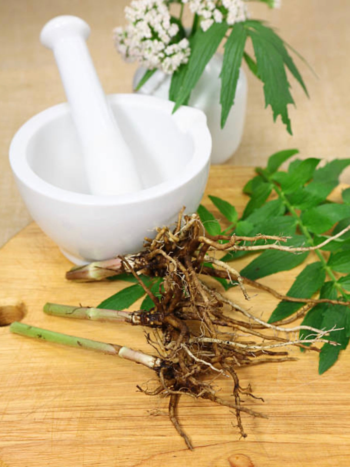 Valerian Root (Valeriana officinalis) Nature’s Valium