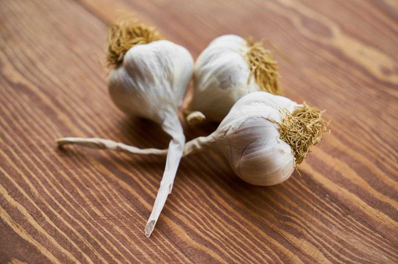 Garlic (Allium sativum)