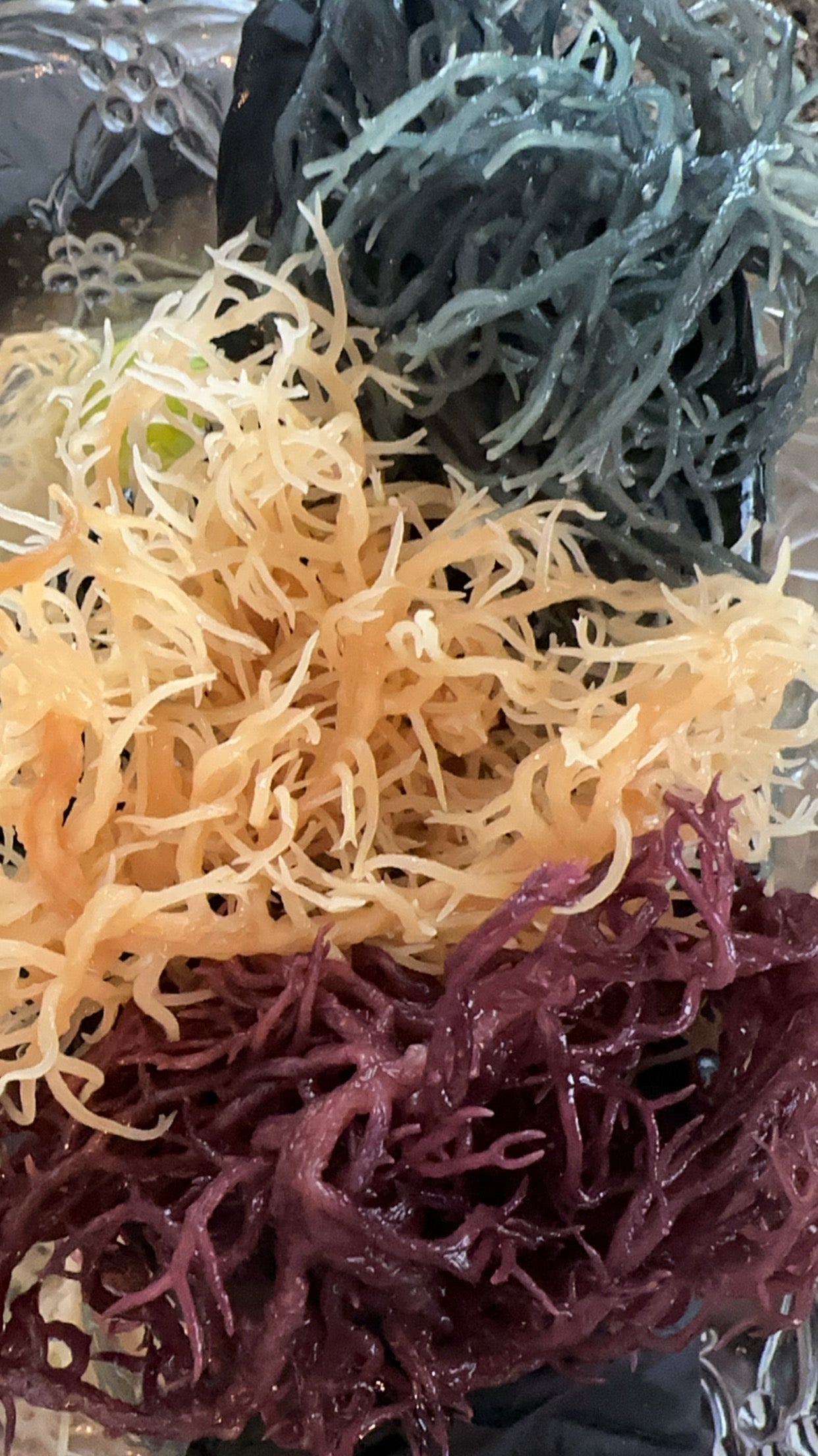 Wild Crafted Raw Sea Moss Gel  “The King of the Sea”.   (20 oz.)