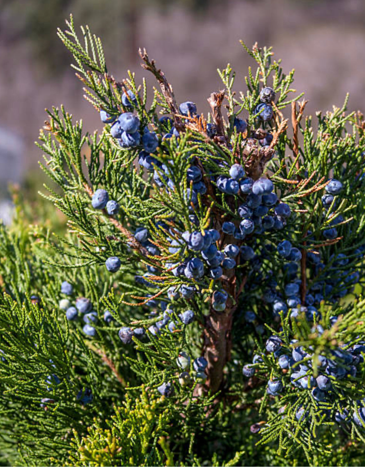 Juniper Berry (Juniperus communis)