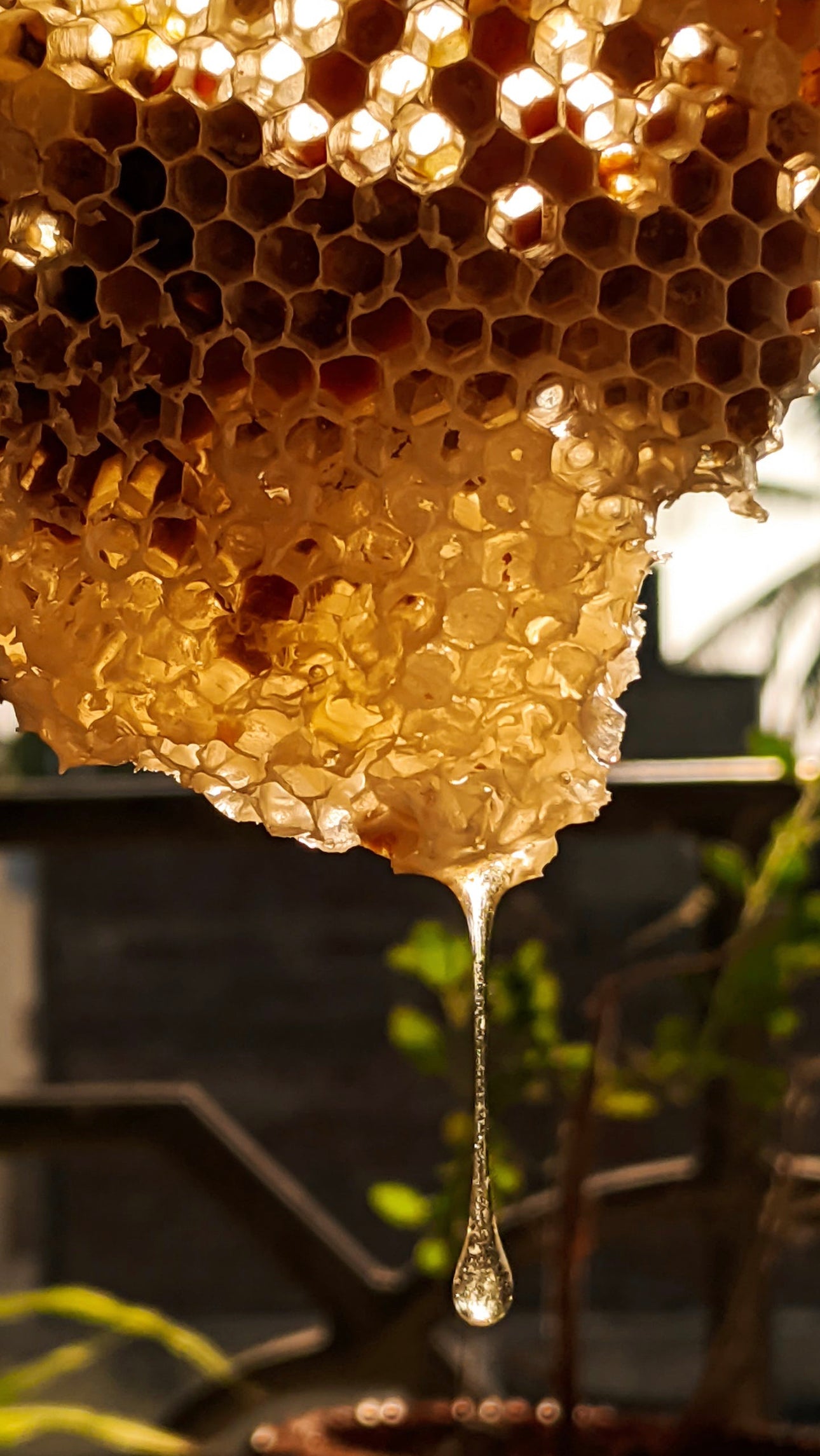 The Honeycomb •Raw Infused-Herbal Honey