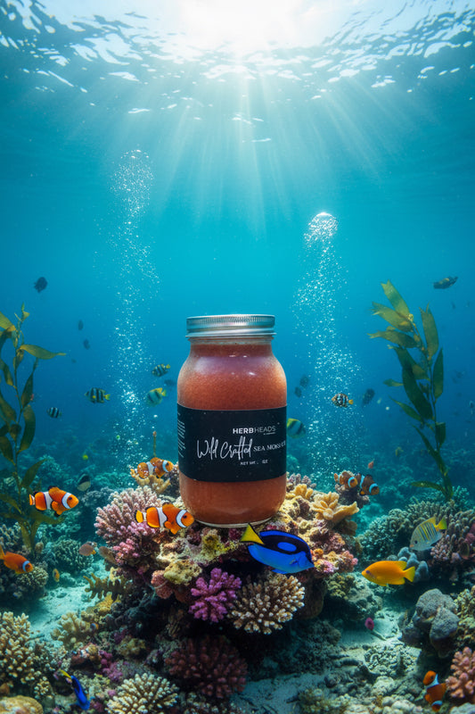 Full Spectrum Wild Crafted Sea Moss Gel “The King of the Sea”.   28 oz.