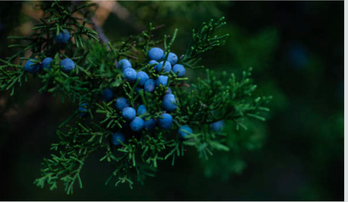 Juniper Berry (Juniperus communis)