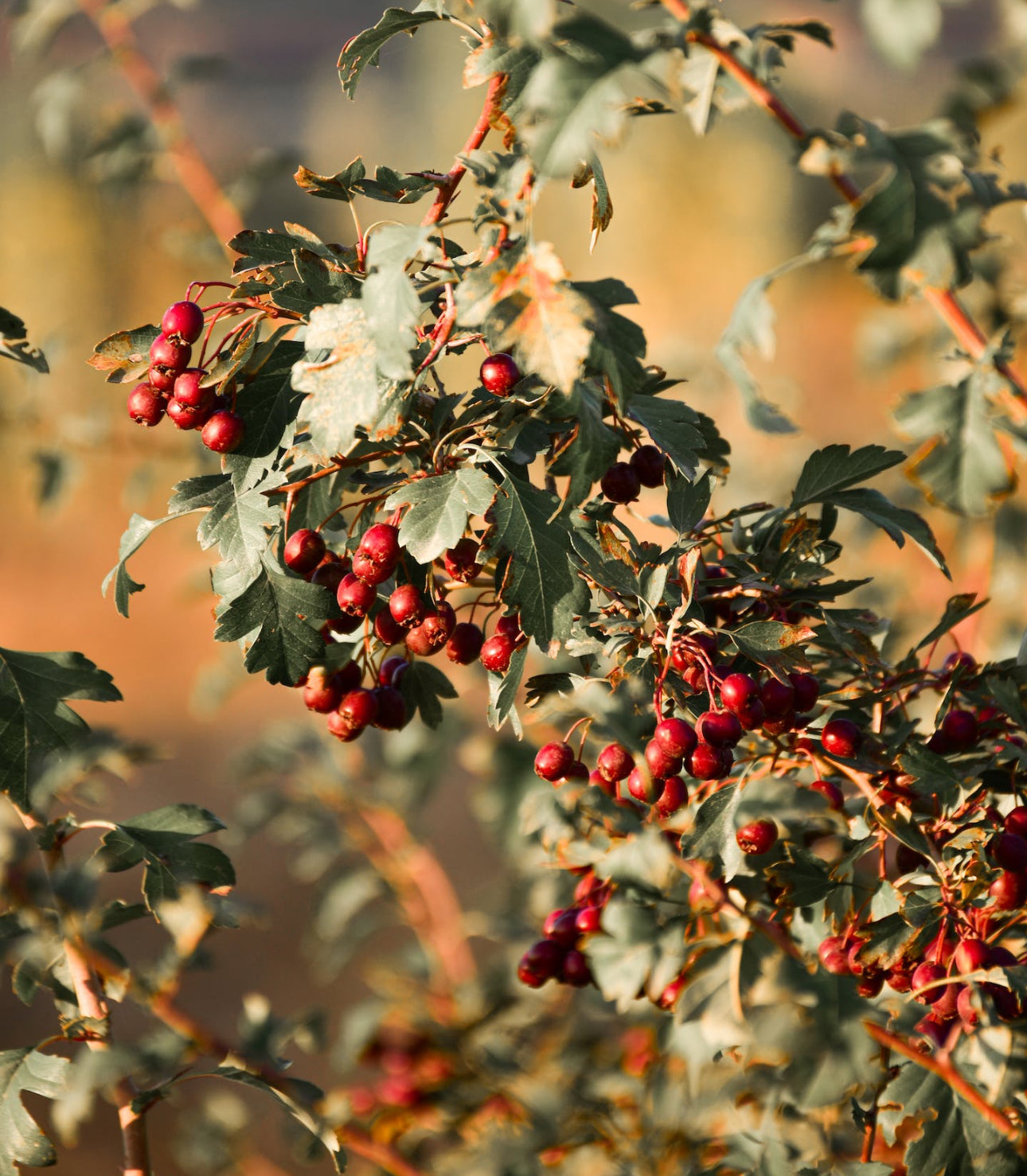 Hawthorn (Crataegus)