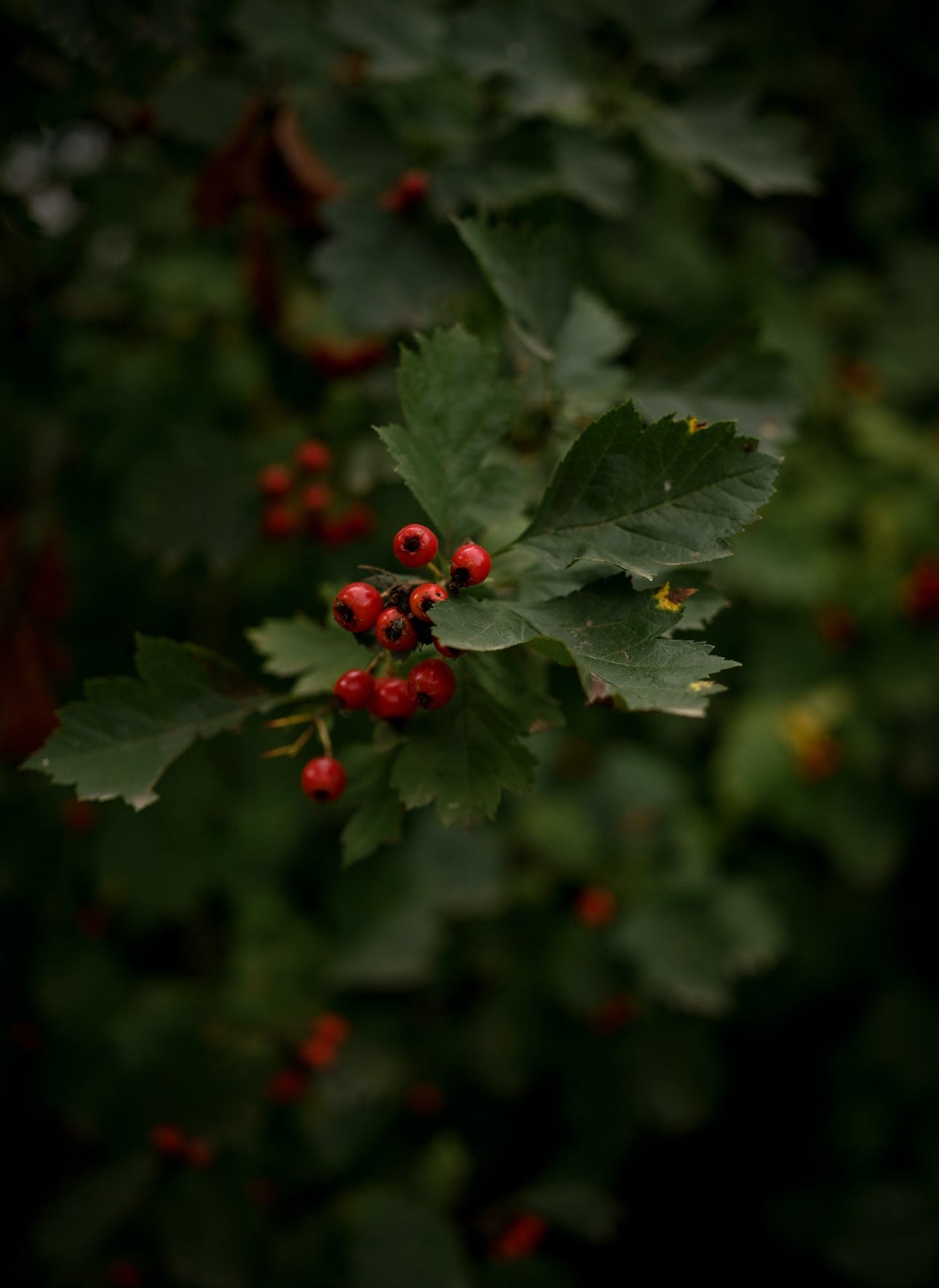 Hawthorn (Crataegus)