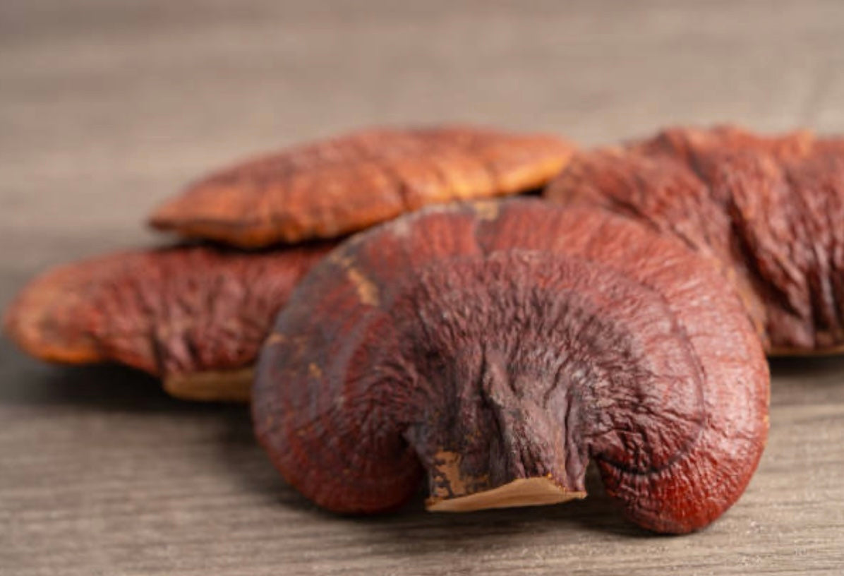 The Reishi Effect • Mushroom Anti-Aging