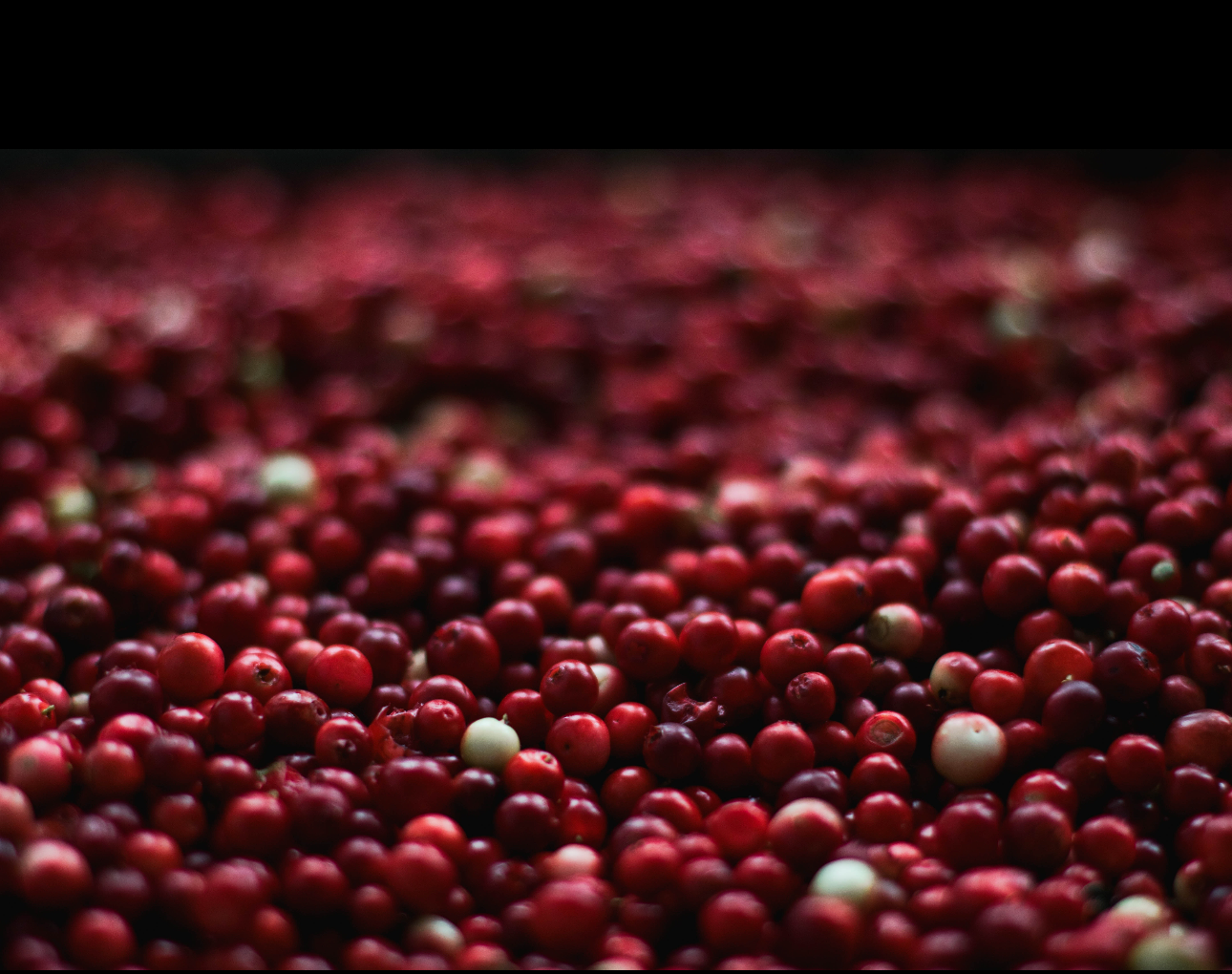 Cranberry ( Vaccinium Macrocarpon)