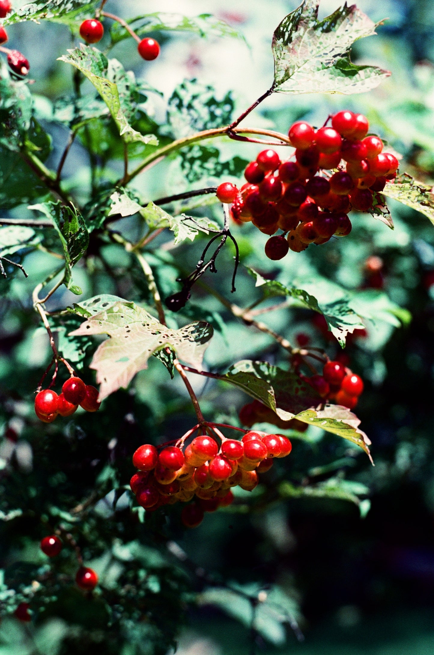 Cranberry ( Vaccinium Macrocarpon)