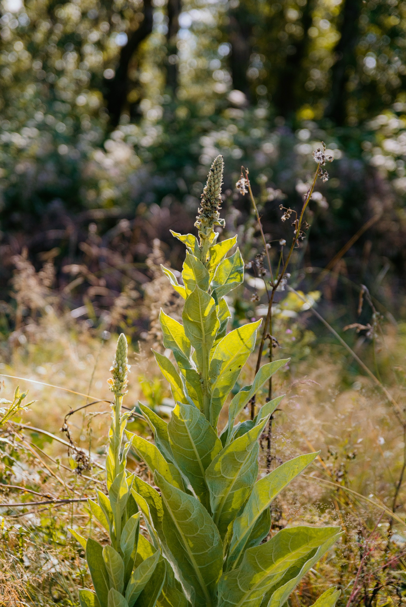 Mullein (Verbascum Thapsus)