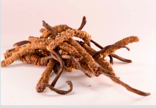 Cordyceps (Cordyceps sinensis) •Mushroom