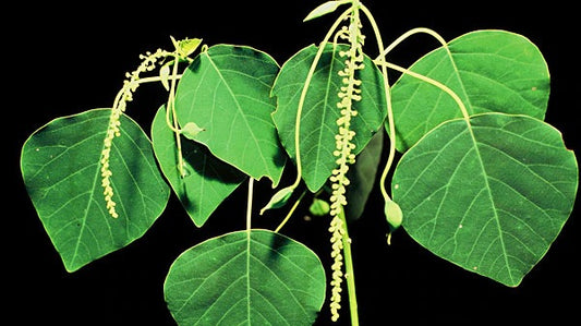 Mamala (Homalanthus nutans) •Anti-parasitic & Antiviral (HIV, Cancer)