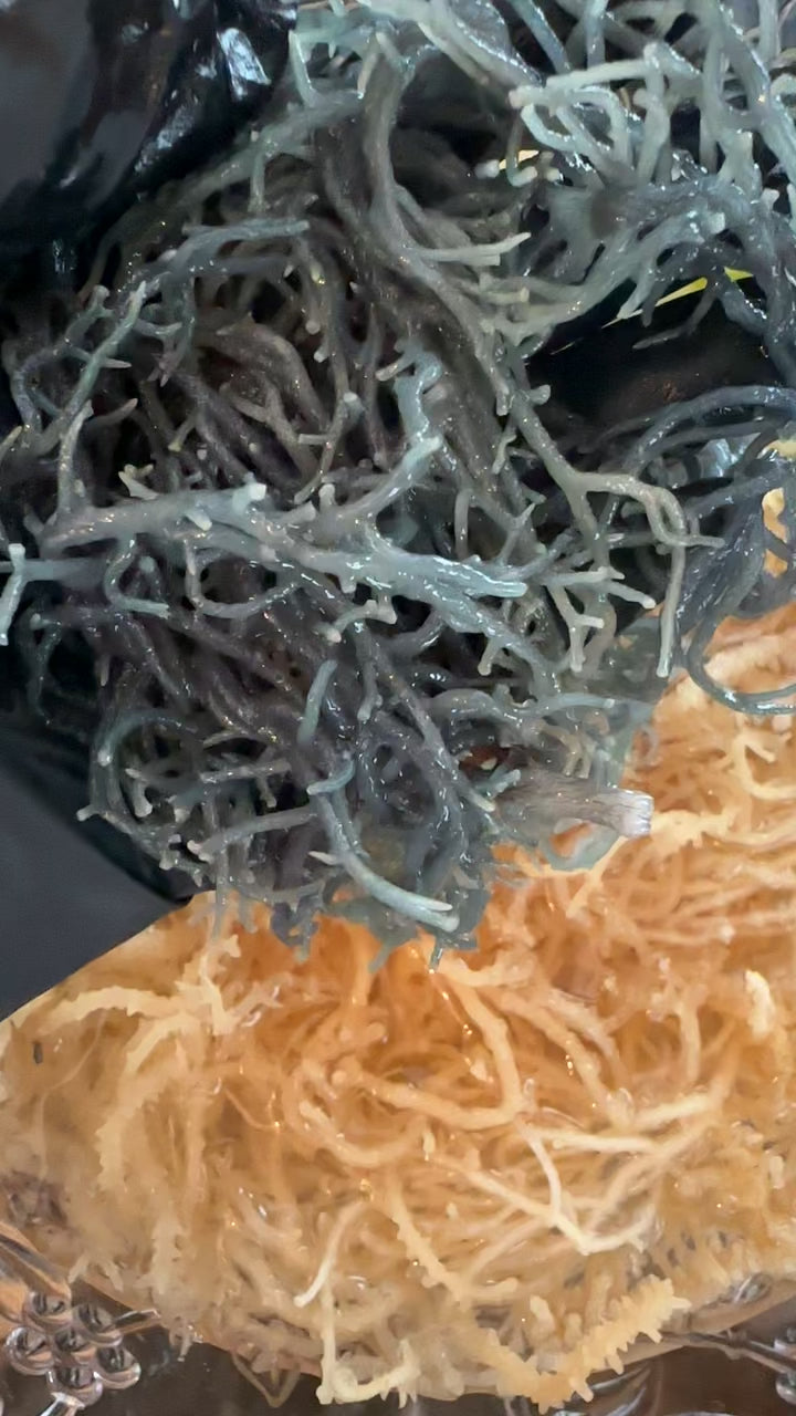 Seigo 915　MOSS TWISTER 22-23 159 W Keenz XC, Vyo͞o and DUO Series Mosquito Netting – Keenz Stroller