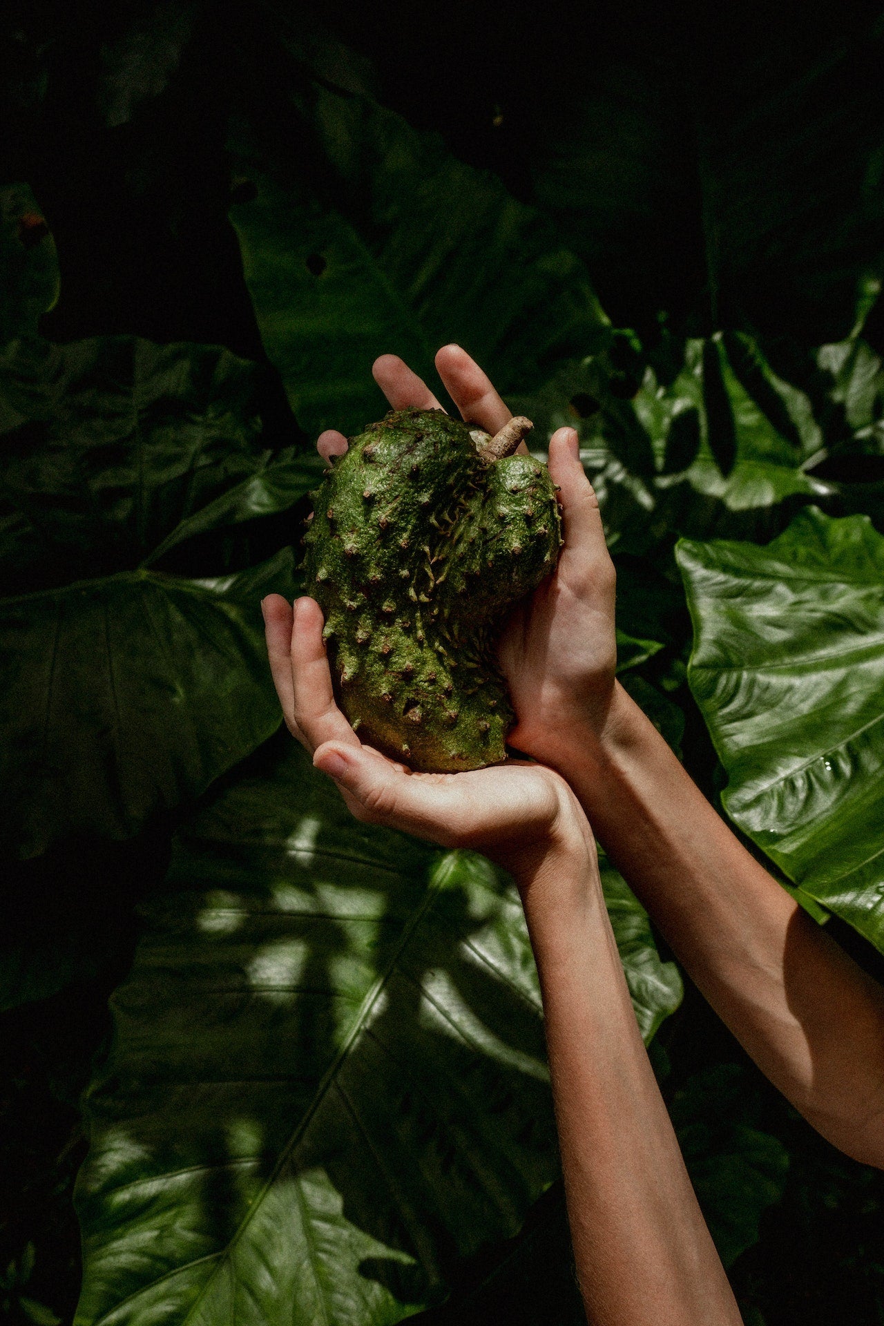 Soursop (Annona muricata)